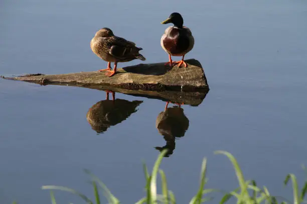 A male and female mallard standing on a log in a lake with there reflection in the calm water."n