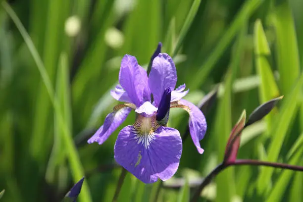 A closeup of a purple flower with a grassy green background"n