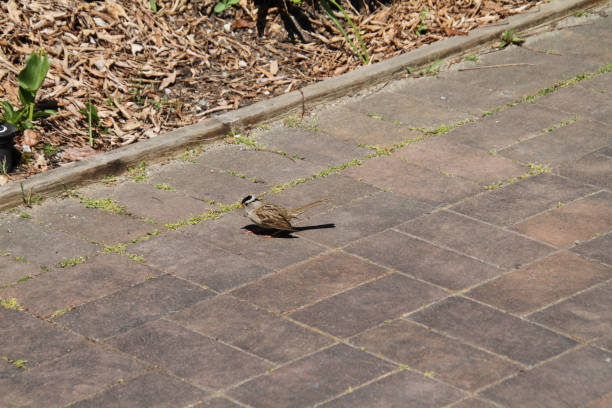 istock A white crowned sparrow standing on paving stones