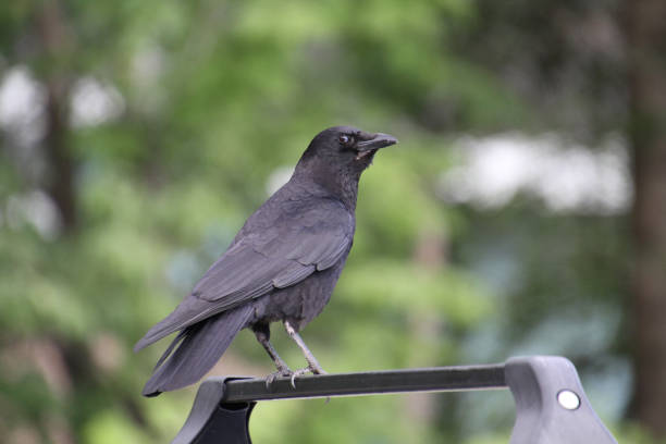 istock A crow perched on the roof racks of a car
