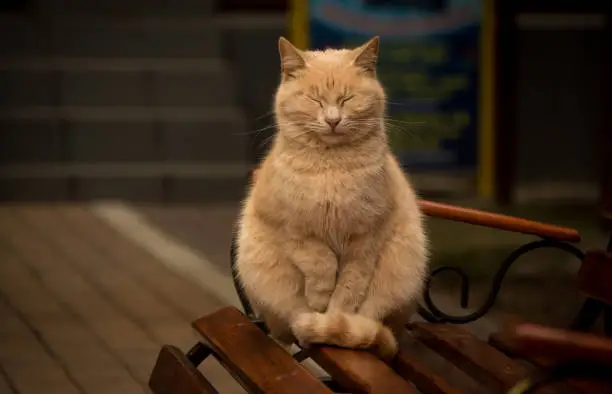 red cat meditating on the bench