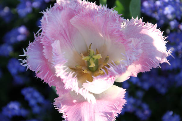 eine nahaufnahme der blüte rosa und weißen calochortus "n - globe lily stock-fotos und bilder