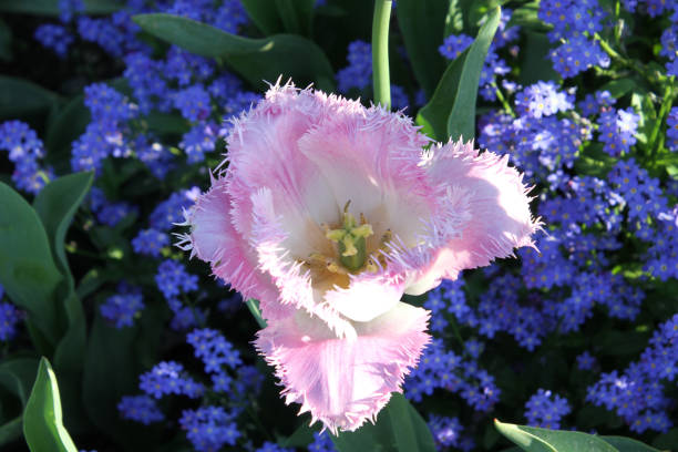 un primo piano di un calochortus blossum rosa e bianco - globe lily foto e immagini stock