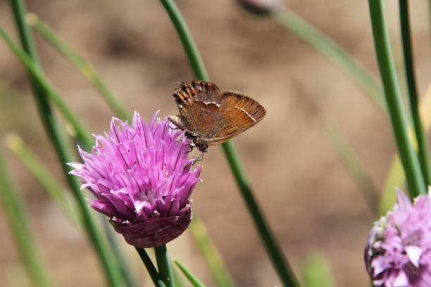 A brown moth pollinating a pink clover blossom