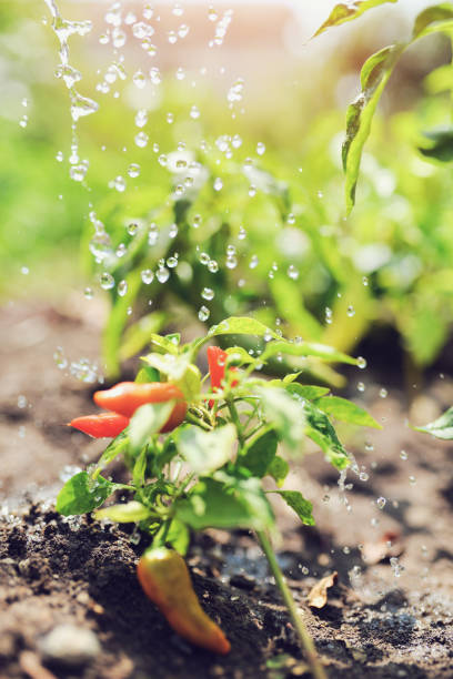 istock watering plants, green peppers in vegetable garden 1047158490