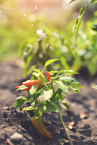 istock watering plants, green peppers in vegetable garden 1047158526