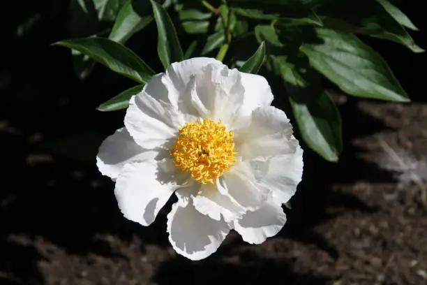 A closeup of a white flower with a yellow center with green leaves in the background"n