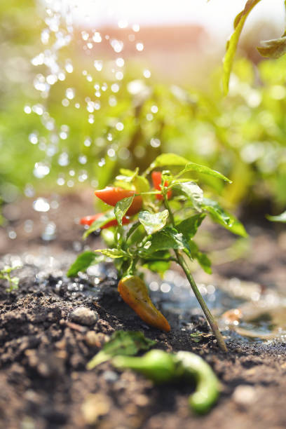 istock watering plants, green peppers in vegetable garden 1047158778