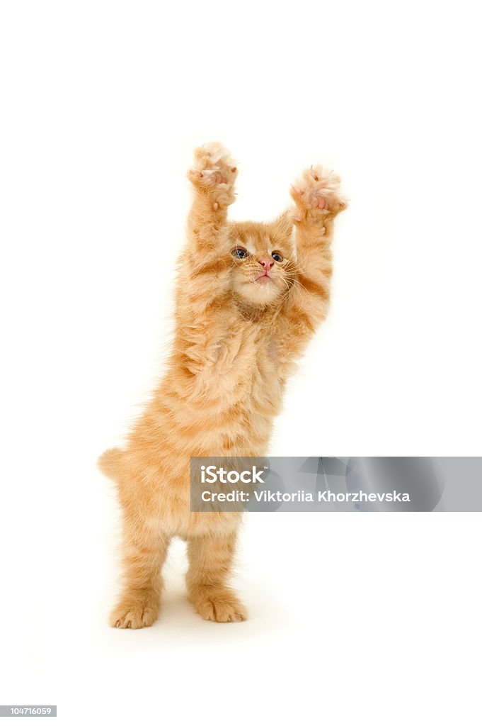 Drôle Chaton rouge - Photo de Chat domestique libre de droits