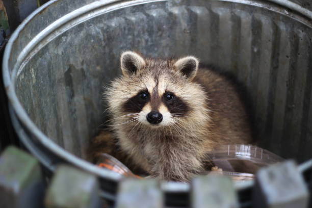 racoon en la basura - mapache fotografías e imágenes de stock