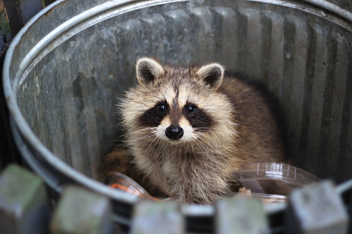raccoon in a trash can