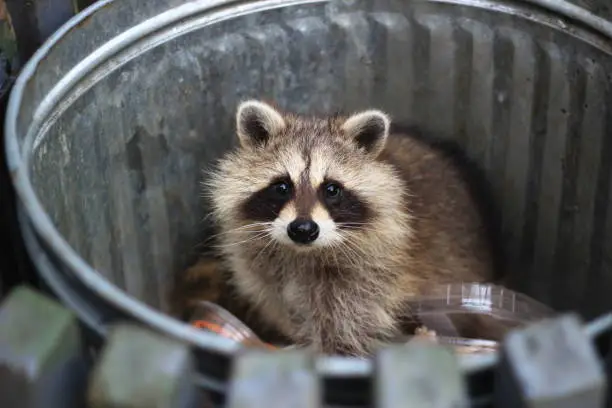 Photo of Racoon in the trash