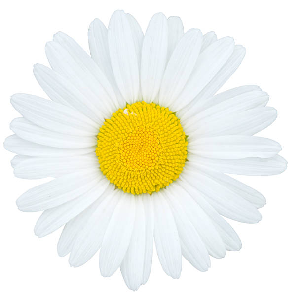 camomile - daisy white single flower isolated fotografías e imágenes de stock