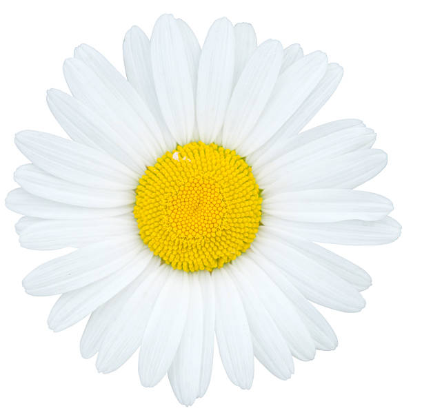 camomile - daisy white single flower isolated - fotografias e filmes do acervo