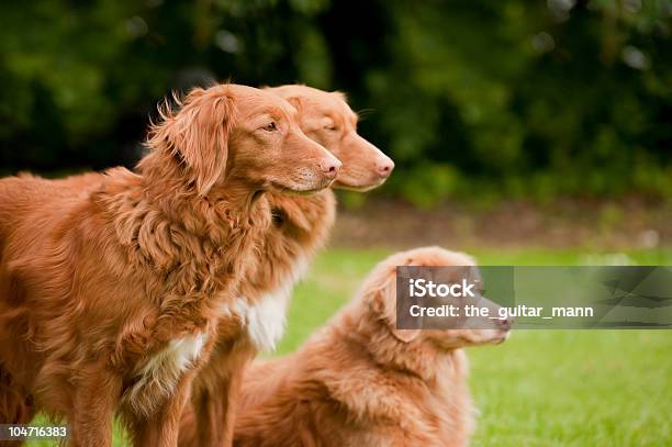 Recuperatori Anatra Produzione Su Ordine Cliente - Fotografie stock e altre immagini di Animale - Animale, Animale da compagnia, Animale domestico