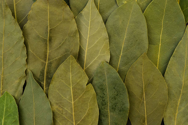 istock Dried up green bay leaves background 1047166794