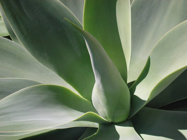 istock green leaves of Agave attenuata 1047172402