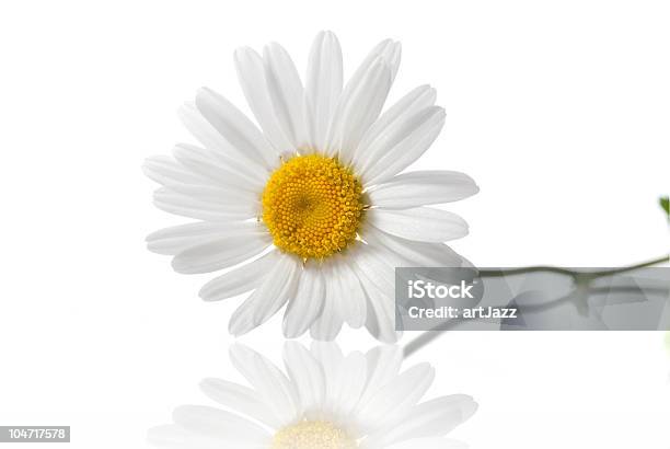 Camomila Branca Isolada - Fotografias de stock e mais imagens de Beleza natural - Beleza natural, Botânica - Ciência de plantas, Branco