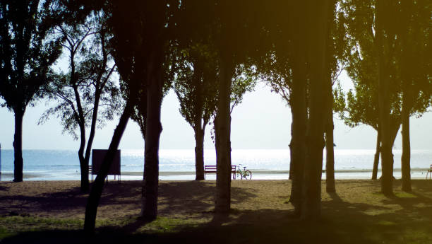 istock Sea trees benches nature sun sky 1047179922