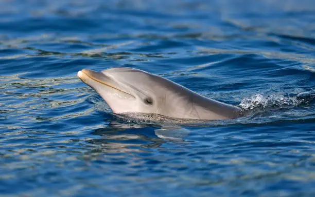 Photo of bottle-nosed dolphin
