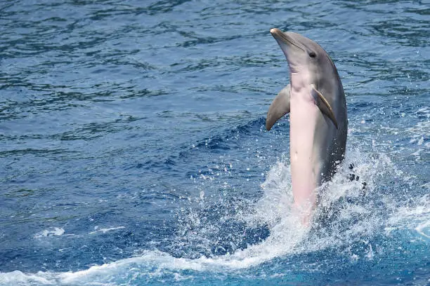 Photo of bottle-nosed dolphin