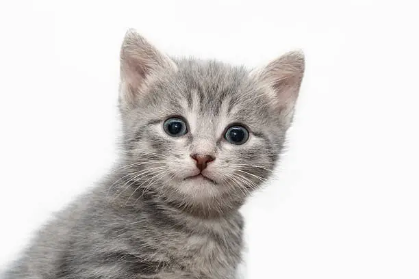 Little tabby-cat with "M" mark on its forehead at white background