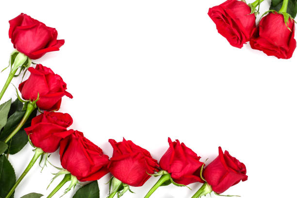 istock beautiful red rose with leaves isolated on white background with copy space for your text. Top view. Flat lay pattern 1047183300