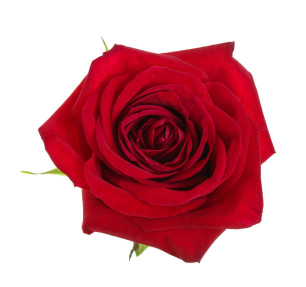 istock beautiful red rose isolated on white background 1047183346