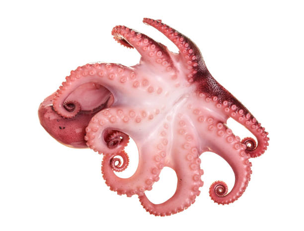 istock Small octopus isolated on white background. Close up 1047183374