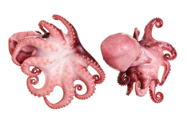 istock Small octopus isolated on white background. Close up 1047183410