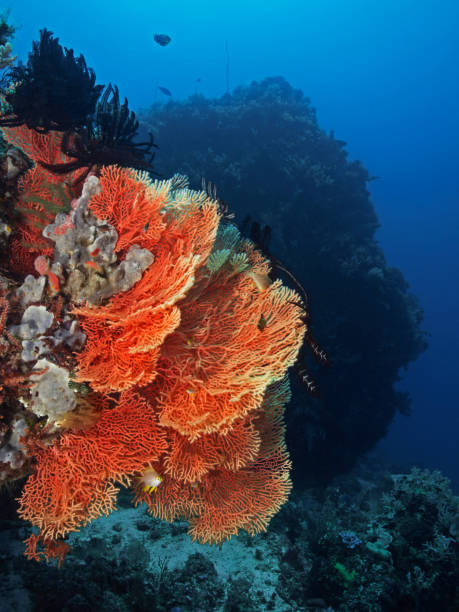 istock Gorgonian Coral in the tropical reef 1047183984