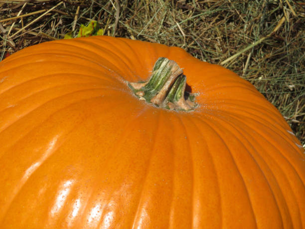 istock Orange pumpkin on the straw, close up 1047187042
