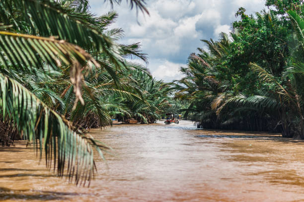 istock Muddy tropical waters surrounded by lush mangroves. 1047189618