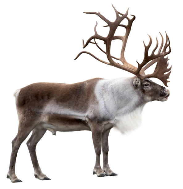 istock Reindeer with huge antlers  isolated on the white background 1047189966