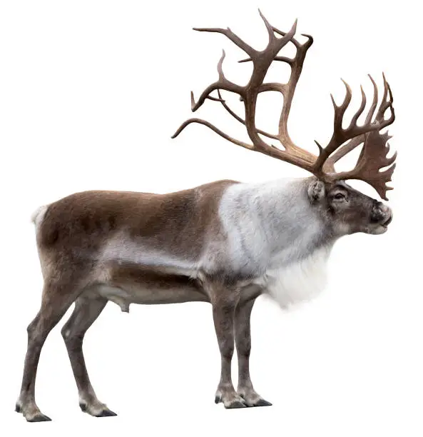 Photo of Reindeer with huge antlers  isolated on the white background