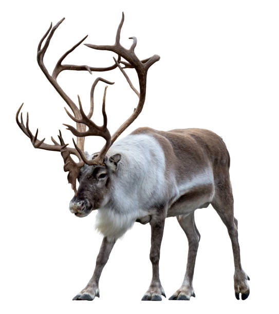 istock Reindeer with huge antlers  isolated on the white background 1047189968