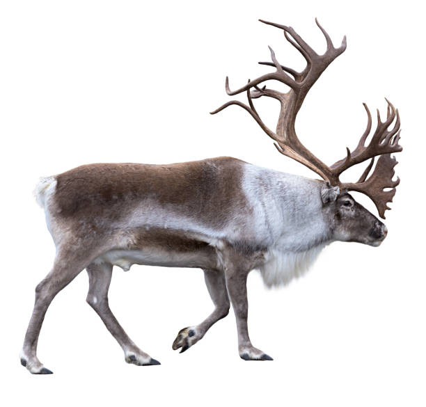 istock Reindeer with huge antlers  isolated on the white background 1047189970