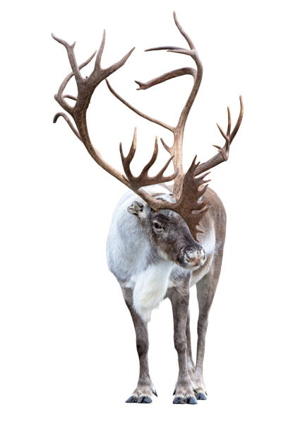 Reindeer with huge antlers  isolated on the white background Reindeer with huge antlers  isolated on the white background - front view antler photos stock pictures, royalty-free photos & images