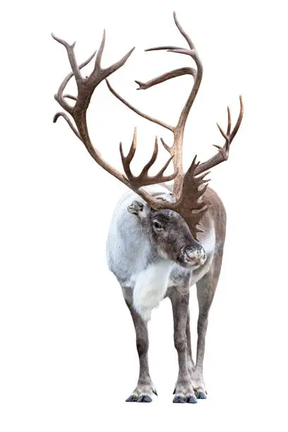 Reindeer with huge antlers  isolated on the white background - front view