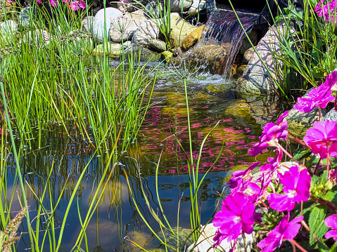 ornamental grass and pink impatiens flowers in rock garden with waterfall