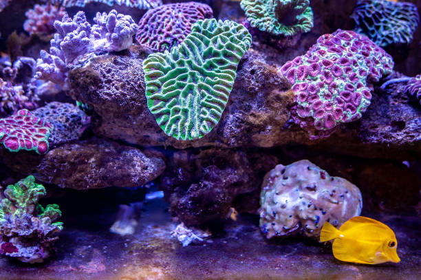 istock Underwater coral reef landscape background in the deep lilac ocean 1047196492