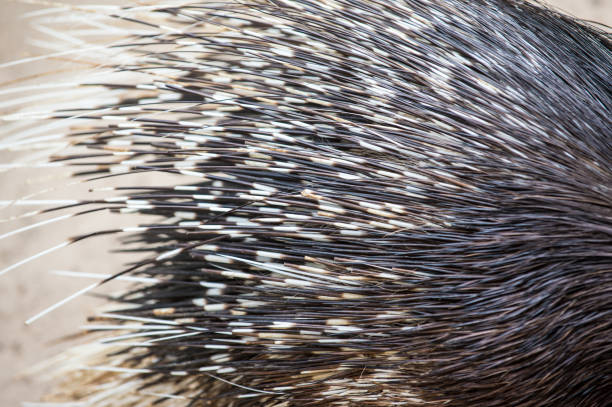 Malayan Porcupine (Hystrix brachyura) for animals and wildlife concept