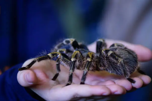 a child holding a large tarantula in hands