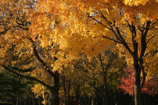 Golden yellow ginkgo trees in autumn season, Tokyo Japan