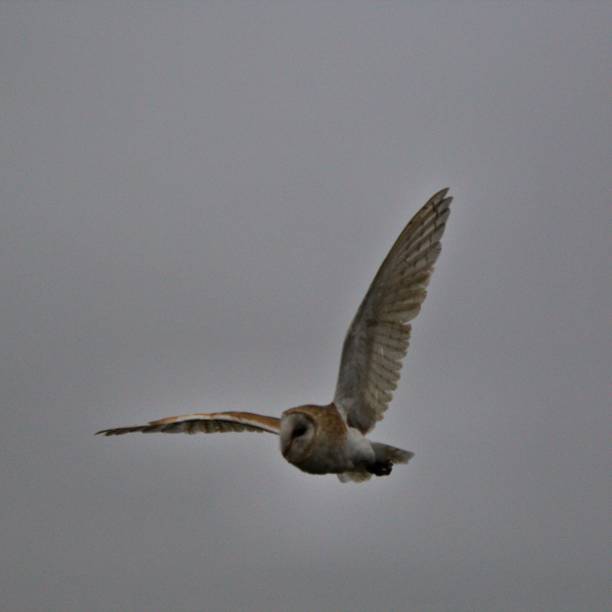 istock A view of a Barn Owl in flight 1047202338