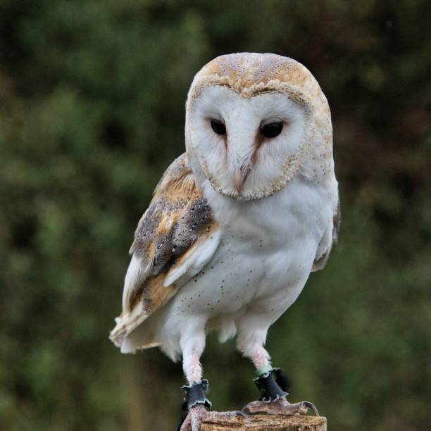 istock A close up of a Barn Owl 1047202404