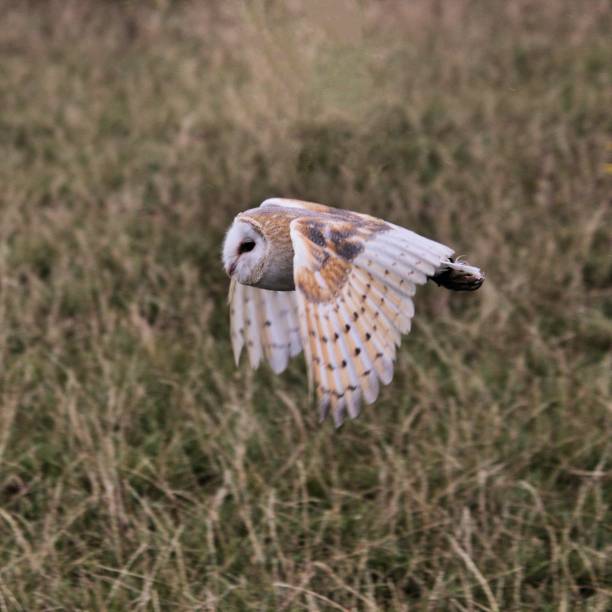 istock A view of a Barn Owl in flight 1047202794
