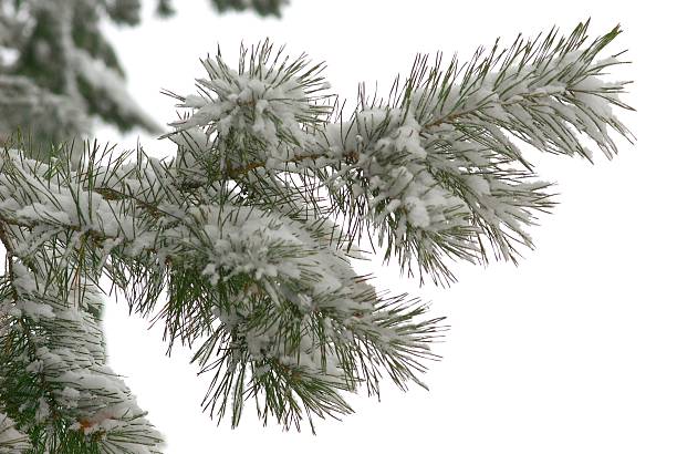 istock winter branch of pine 104720309