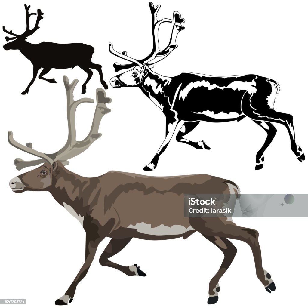 Tuần Lộc Hay Còn Gọi Là Caribou Hoặc Hươu Bắc Cực Hình minh họa ...