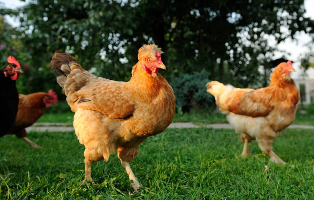 istock Chickens in the Farmyard 1047205966